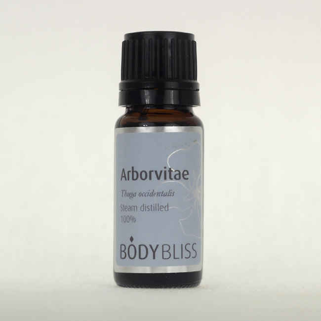 Arborvitae