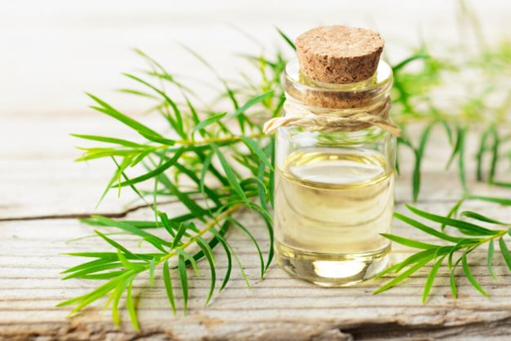 tea tree oil benefits