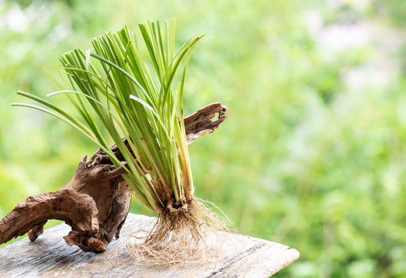 Vetiver